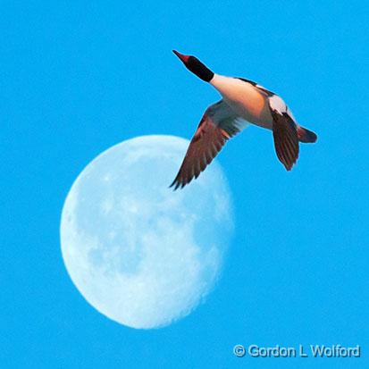 Flying Over The Moon_28845.jpg - Common Merganser (Mergus merganser) photographed at Kilmarnock, Ontario, Canada.